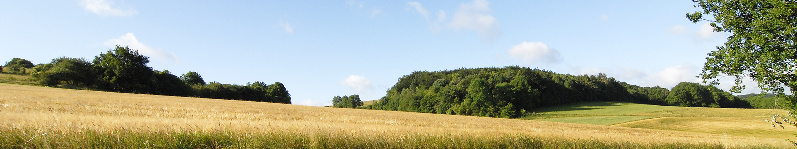 Weizenfeld, im Hintergrund Bäume ©DLR